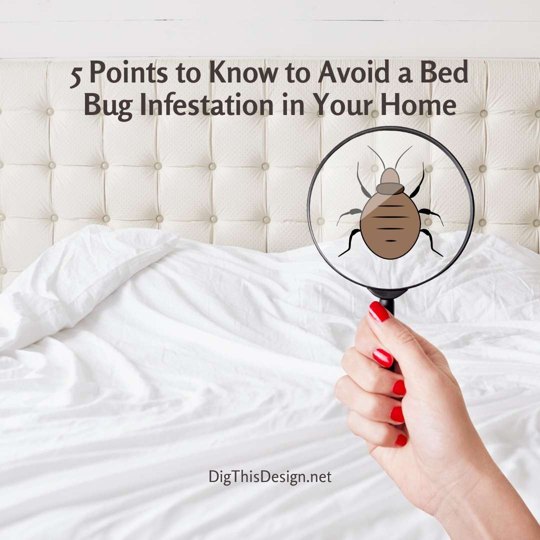 5 Points to Know to Avoid a Bed Bug Infestation in Your Home