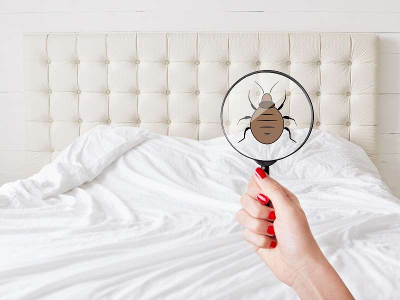 5 Points to Know to Avoid a Bed Bug Infestation in Your Home