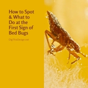 How to Spot & What to Do at the First Sign of Bed Bugs in Your Home