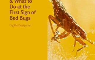 How to Spot & What to Do at the First Sign of Bed Bugs in Your Home