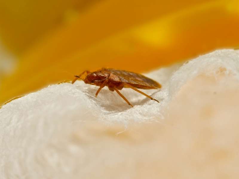 How to Spot & What to Do at the First Sign of Bed Bugs in Your Home