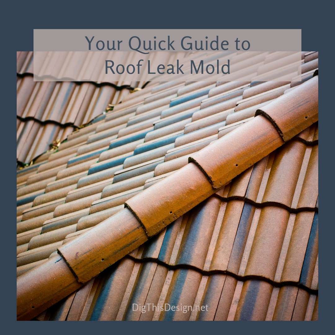 Your Quick Guide to Roof Leak Mold