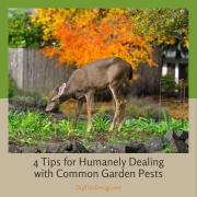 4 Tips for Humanely Dealing with Common Garden Pests