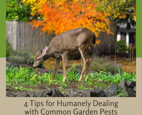 4 Tips for Humanely Dealing with Common Garden Pests