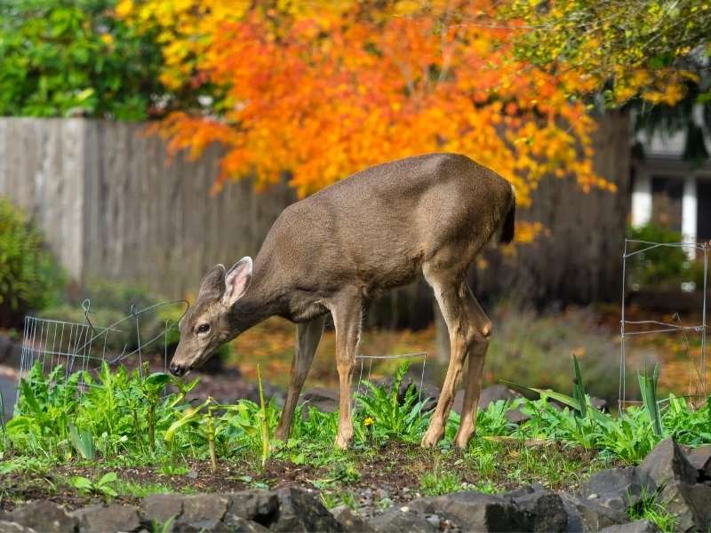 4 Tips for Humanely Dealing with Common Garden Pests