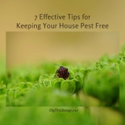 7 Effective Tips for Keeping Your House Pest Free