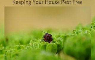 7 Effective Tips for Keeping Your House Pest Free