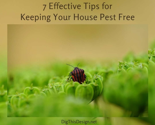 7 Effective Tips for Keeping Your House Pest Free