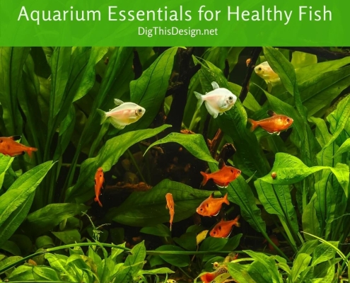 Aquarium Essentials for Healthy Fish