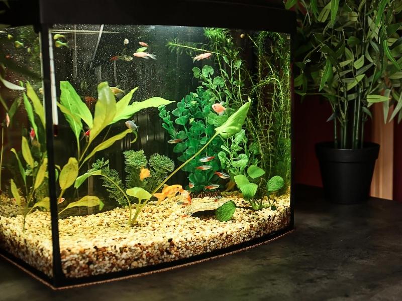 Aquarium Essentials for Healthy Fish