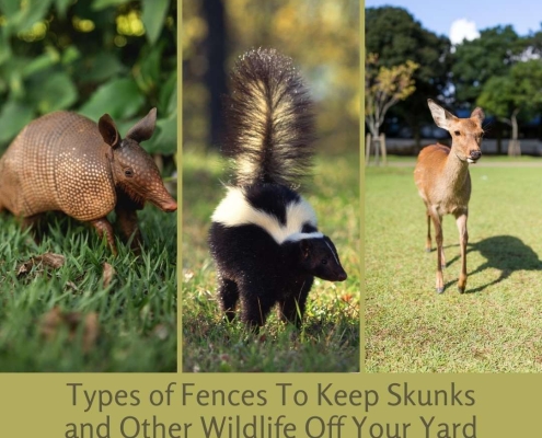Keep Skunks and Other Wildlife Off Your Yard