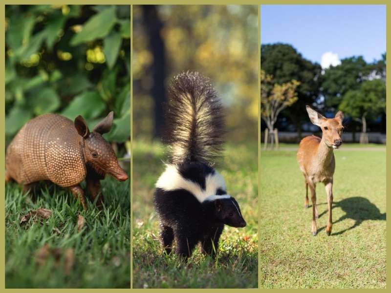 Keep Skunks and Other Wildlife Off Your Yard