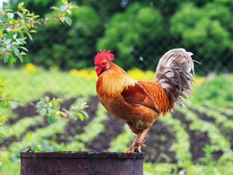 4 Tips to Turn Your Backyard into a DIY Farm