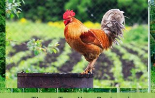 4 Tips to Turn Your Backyard into a DIY Farm