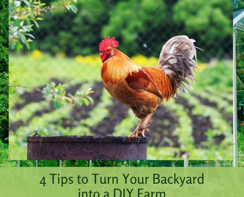 4 Tips to Turn Your Backyard into a DIY Farm