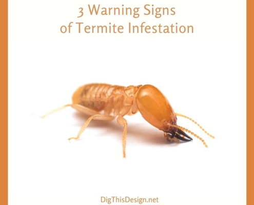 Warning Signs of Termite Infestation