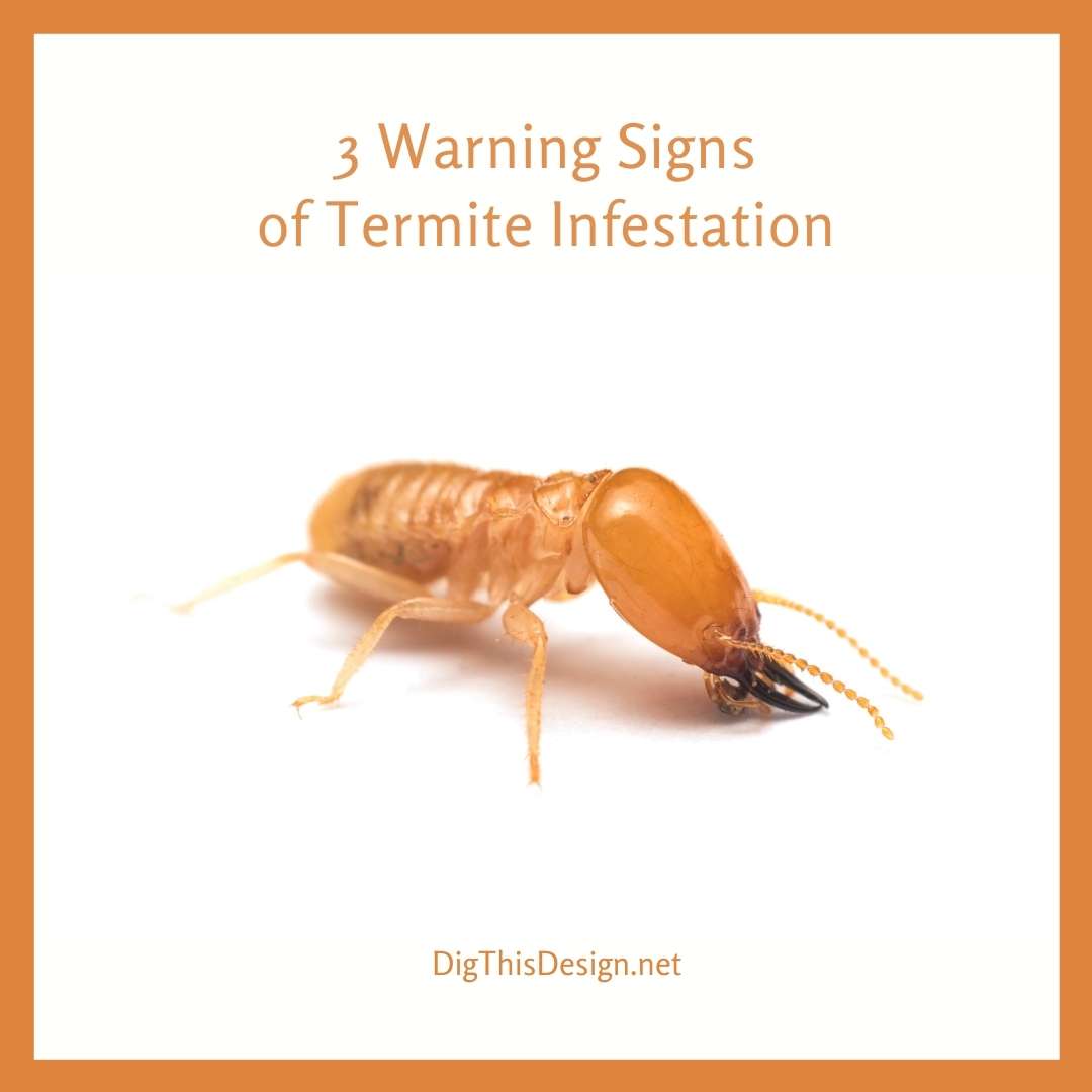 drywall signs of termites