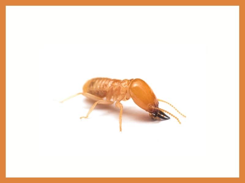 Warning Signs of Termite Infestation