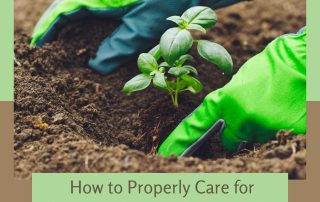 How to Properly Care for Growing Plants in Your Garden