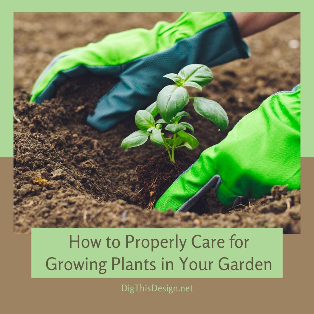 How to Properly Care for Growing Plants in Your Garden