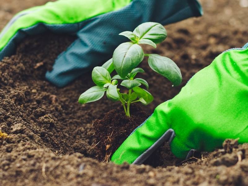 How to Properly Care for Growing Plants in Your Garden