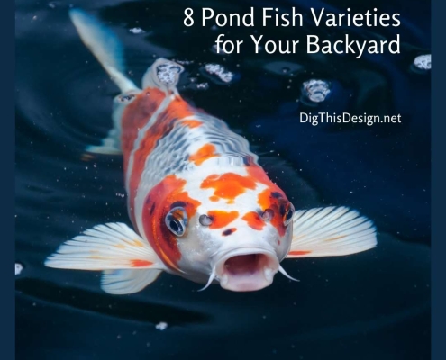 8 Pond Fish Varieties for Your Backyard