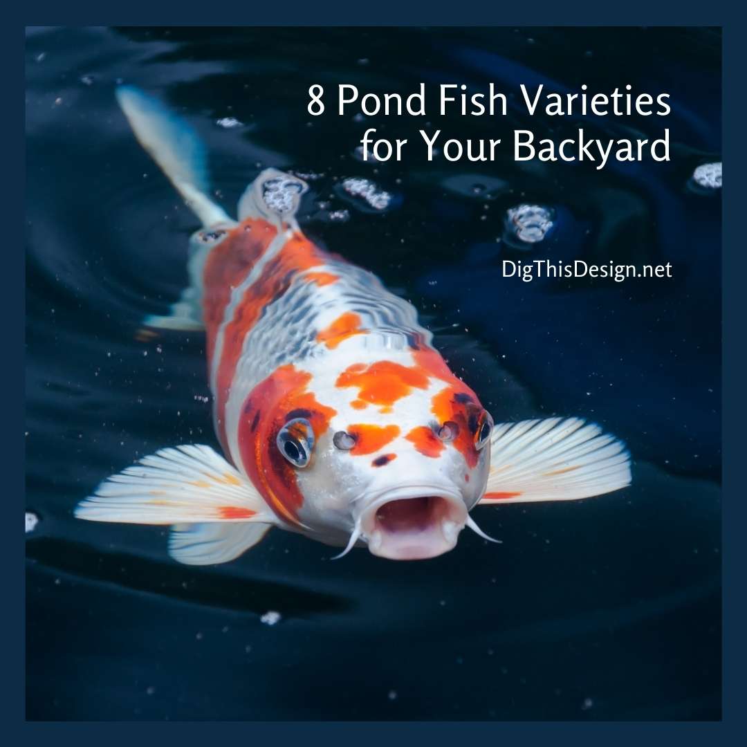 8 Pond Fish Varieties for Your Backyard