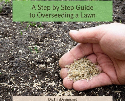 A Step by Step Guide to Overseeding a Lawn