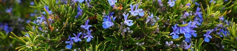 10 Plants that Naturally Keep Pests Out of Your Garden - Rosemary