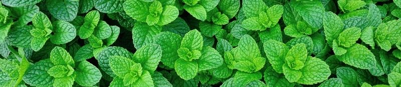 10 Plants that Naturally Keep Pests Out of Your Garden - Mint Plants