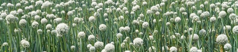 10 Plants that Naturally Keep Pests Out of Your Garden - Onions in bloom