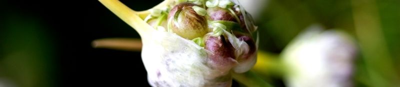 10 Plants that Naturally Keep Pests Out of Your Garden - Garlic