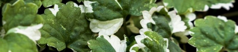 10 Plants that Naturally Keep Pests Out of Your Garden - Catnip