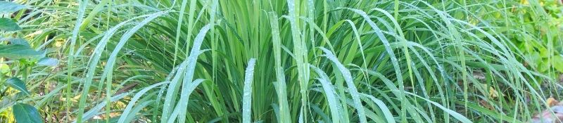 10 Plants that Naturally Keep Pests Out of Your Garden - Lemongrass