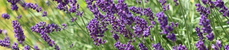 10 Plants that Naturally Keep Pests Out of Your Garden - Lavender Plants in Field