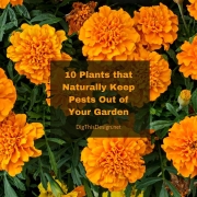 10 Plants that Naturally Keep Pests Out of Your Garden