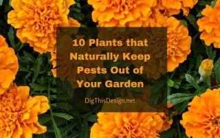 Organic Pest Control
