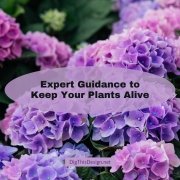 Expert Guidance to Keep Your Plants Alive
