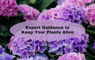 Expert Guidance to Keep Your Plants Alive