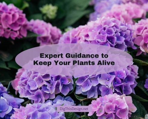 Expert Guidance to Keep Your Plants Alive