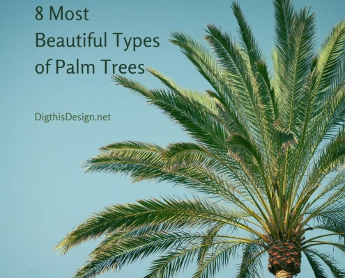 8 Most Beautiful Types of Palm Trees