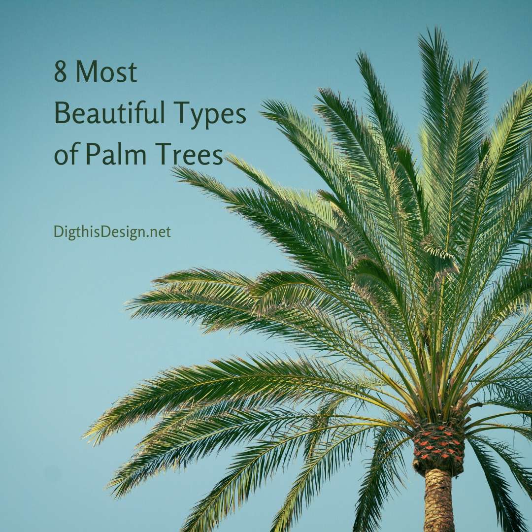 Different types of store palm trees