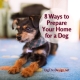 8 ways to prepare your home for a dog