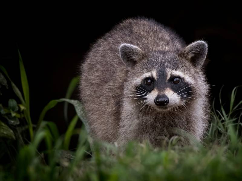 How to Avoid a Racoon Infestation in Your Home