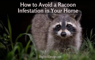 How to Avoid a Racoon Infestation in Your Home