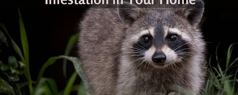How to Avoid a Racoon Infestation in Your Home