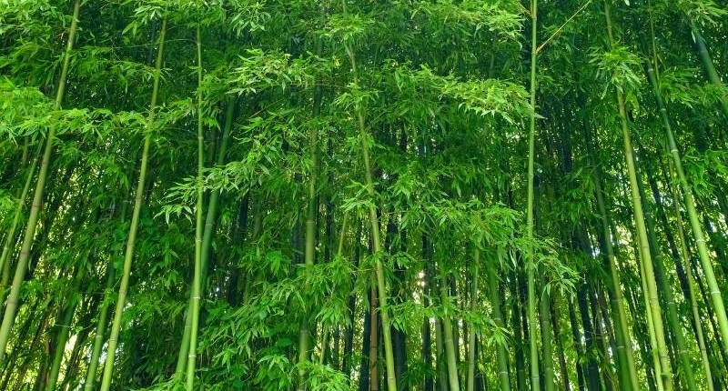 Modern uses of bamboo material - A grove of green bamboo growing tall.