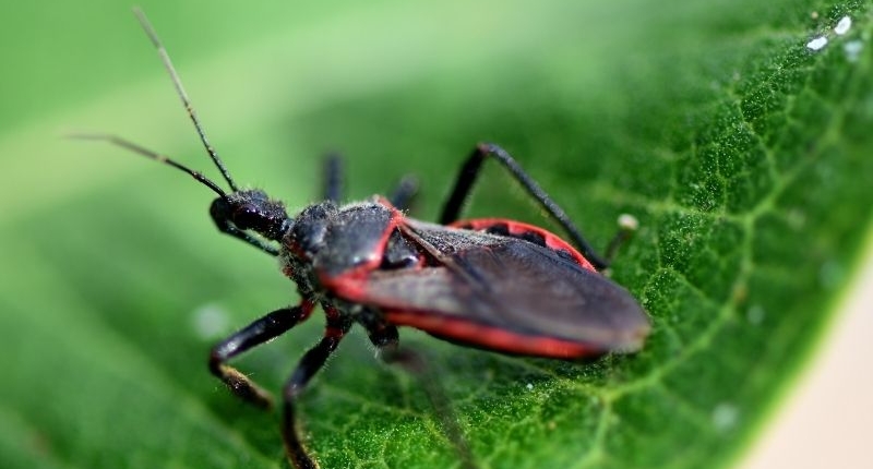 5 Household Bugs that Come Out in the Summertime - Kissing bug