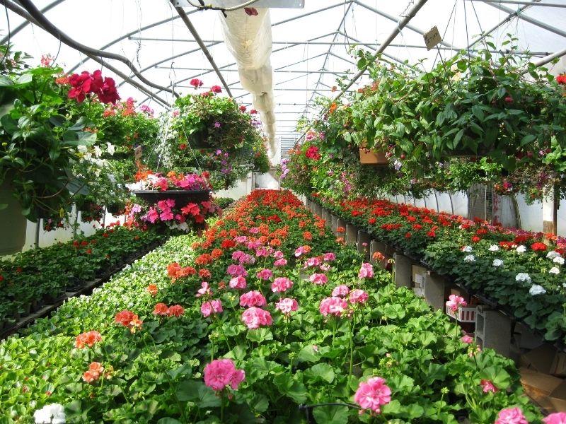 6 Tips To Create The Best Greenhouse Design