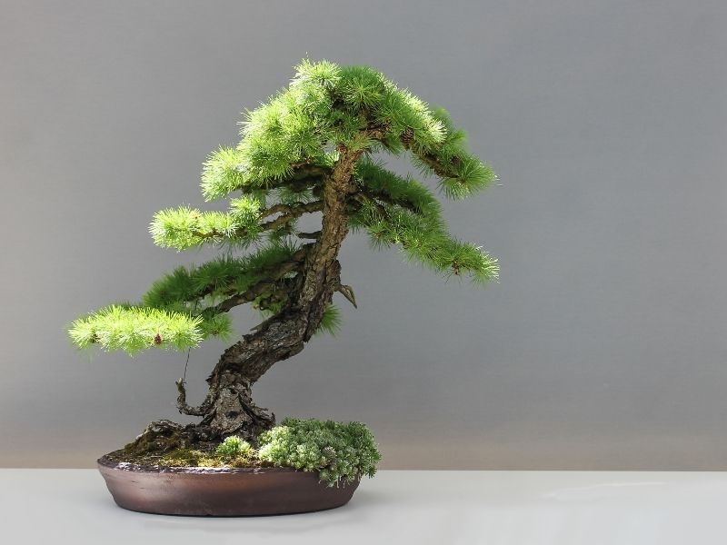 3 Luxurious Decor Ideas for an Empty Wall - Bonsai Tree